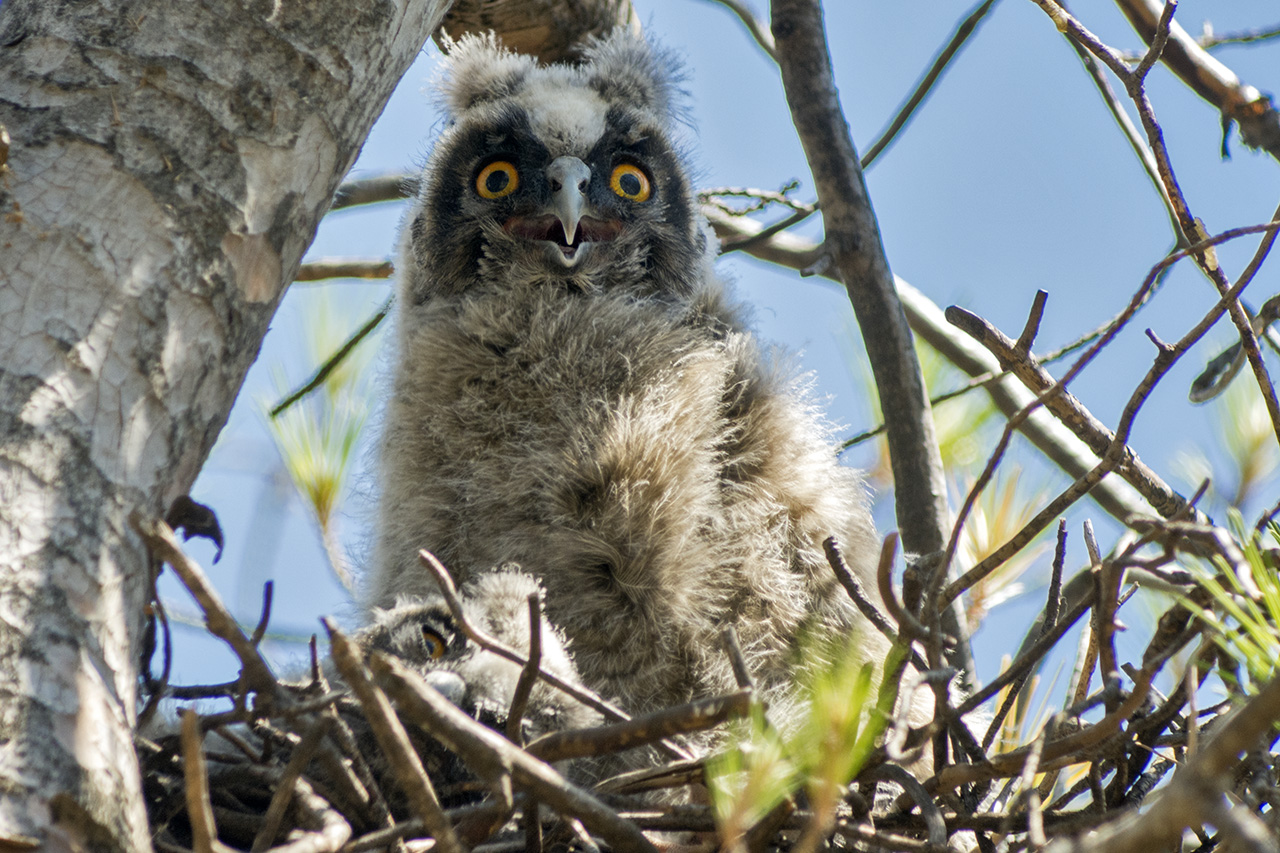 CGES I CZIP ORGANIZOVALI PRVU NOĆ SOVA U CRNOJ GORI
